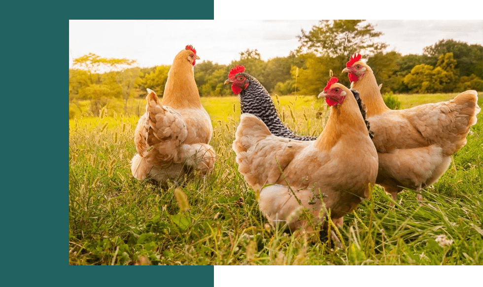 Five ways the poultry sector can improve its sustainability Poultry