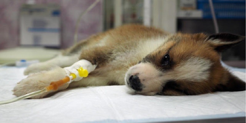 Parvo In Dogs Warning Signs And Prevention Poultry Care Sunday