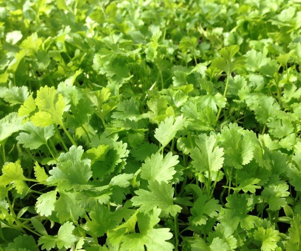 Can Chickens Eat Cilantro? Is Coriander Good For Hens?