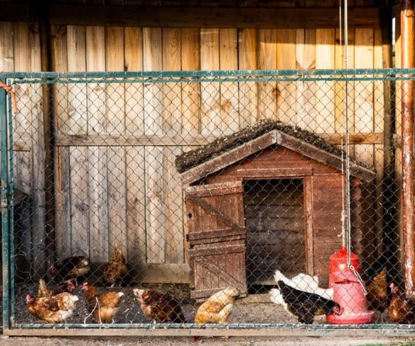 How Many Chickens Can You Put In A 4X8 Coop?