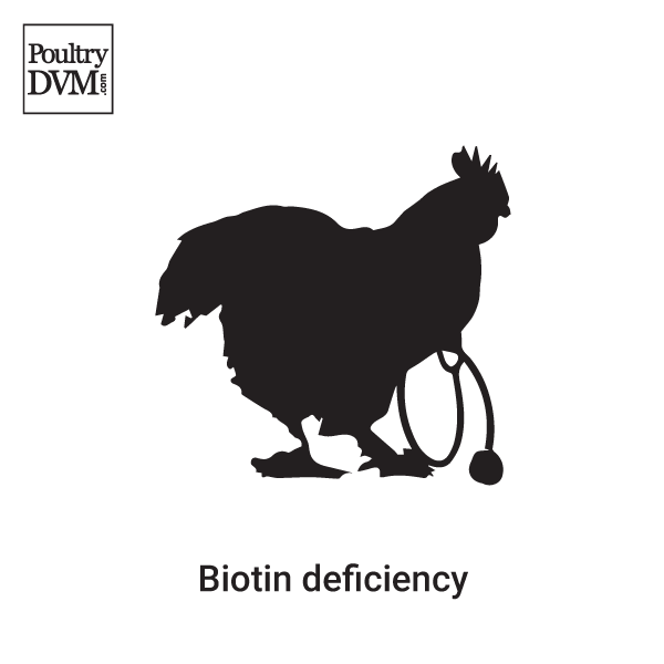 Biotin deficiency in Chickens Signs, Treatment & Prevention