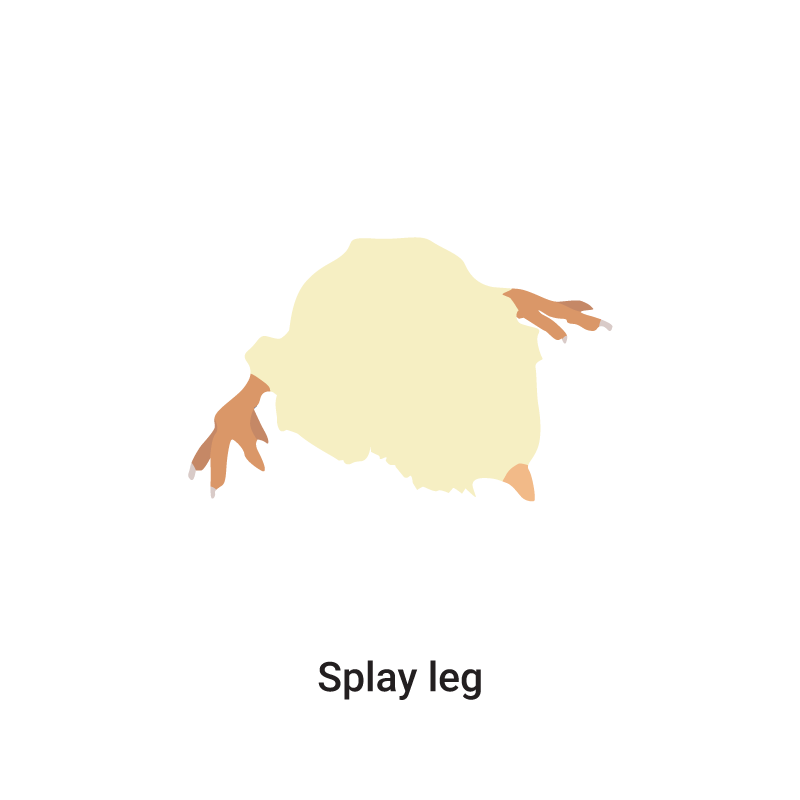 Splay leg in Chickens Signs, Treatment & Prevention