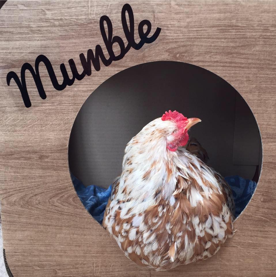 Blindness in Chickens Signs, Treatment & Prevention