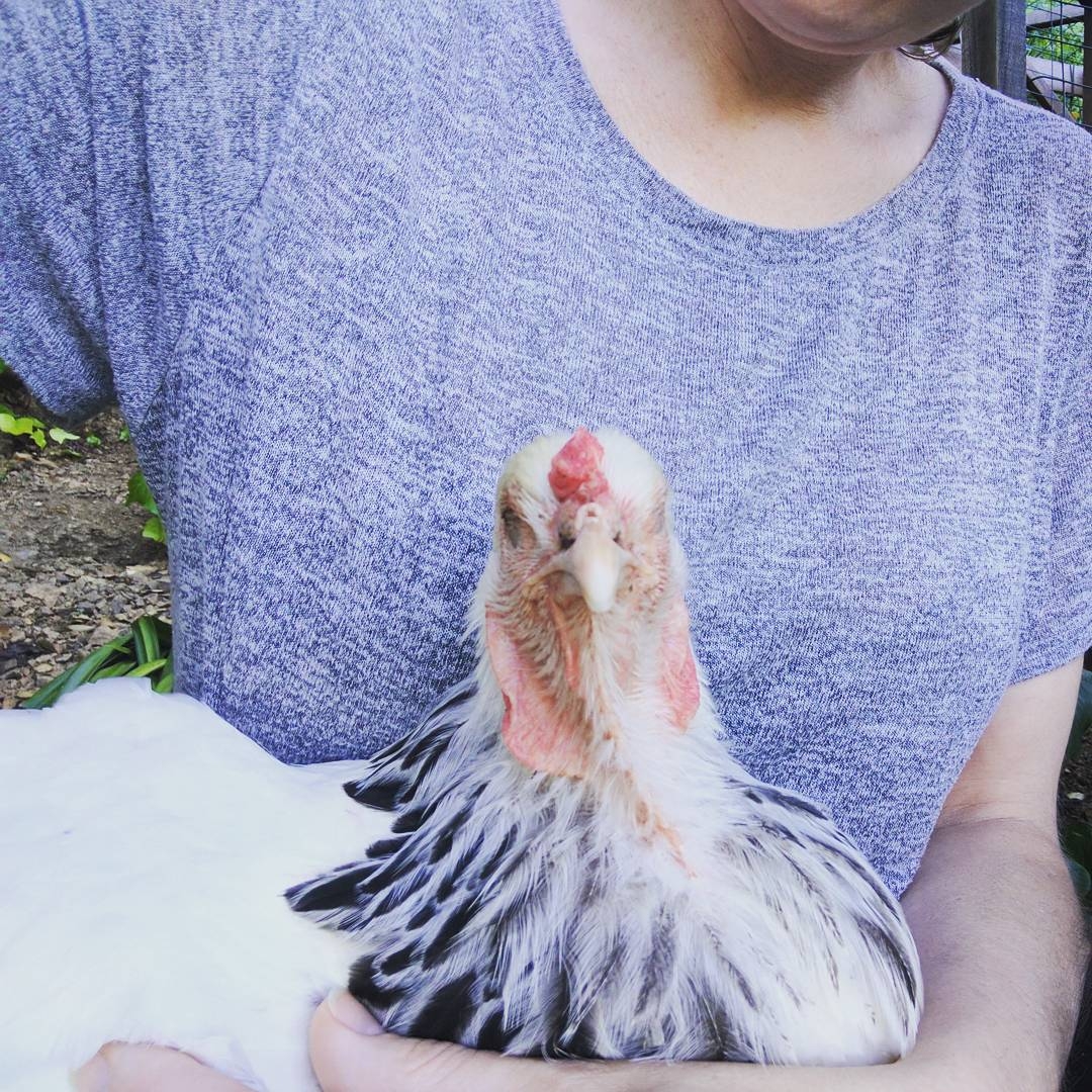 Blindness in Chickens Signs, Treatment & Prevention