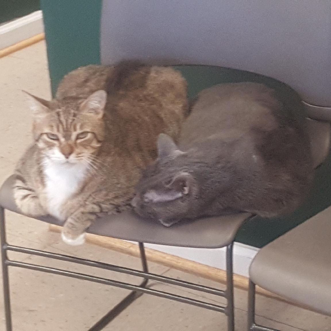 Feathers, Scales, and Tails Veterinary Hospital