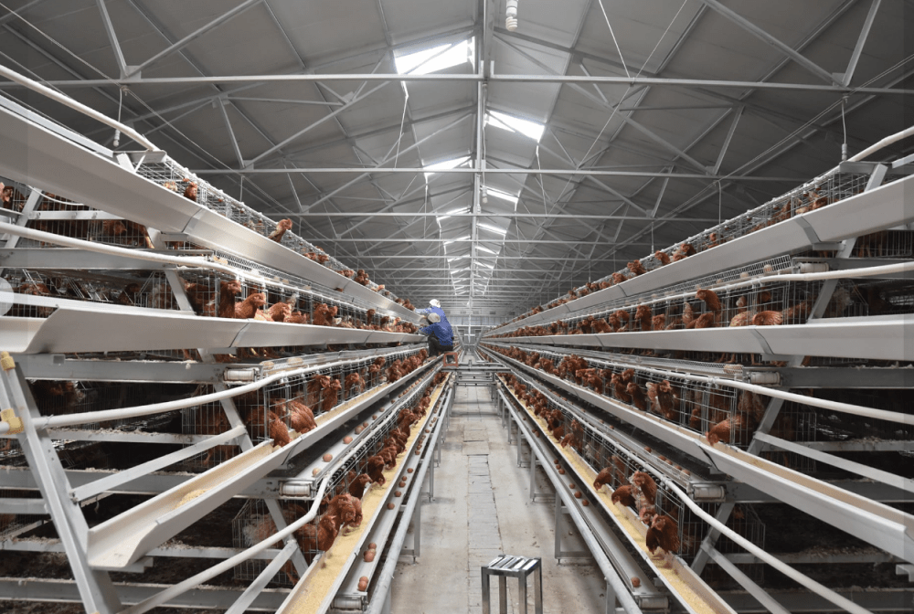 LIVI Poultry Equipment Manufacturer Help You to Start a Chicken Farm
