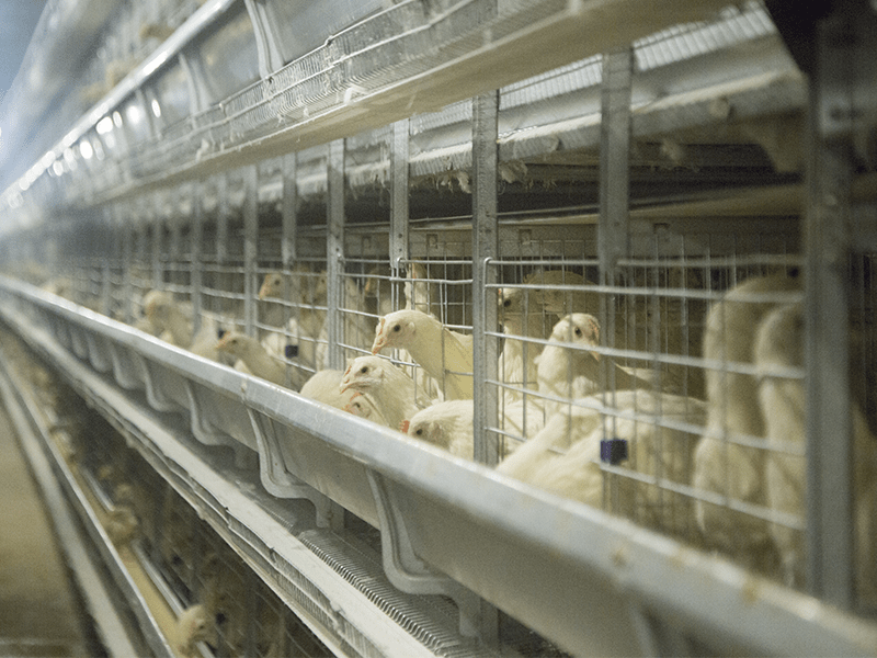 What is the difference between caged and net cages? Poultry Farming cage