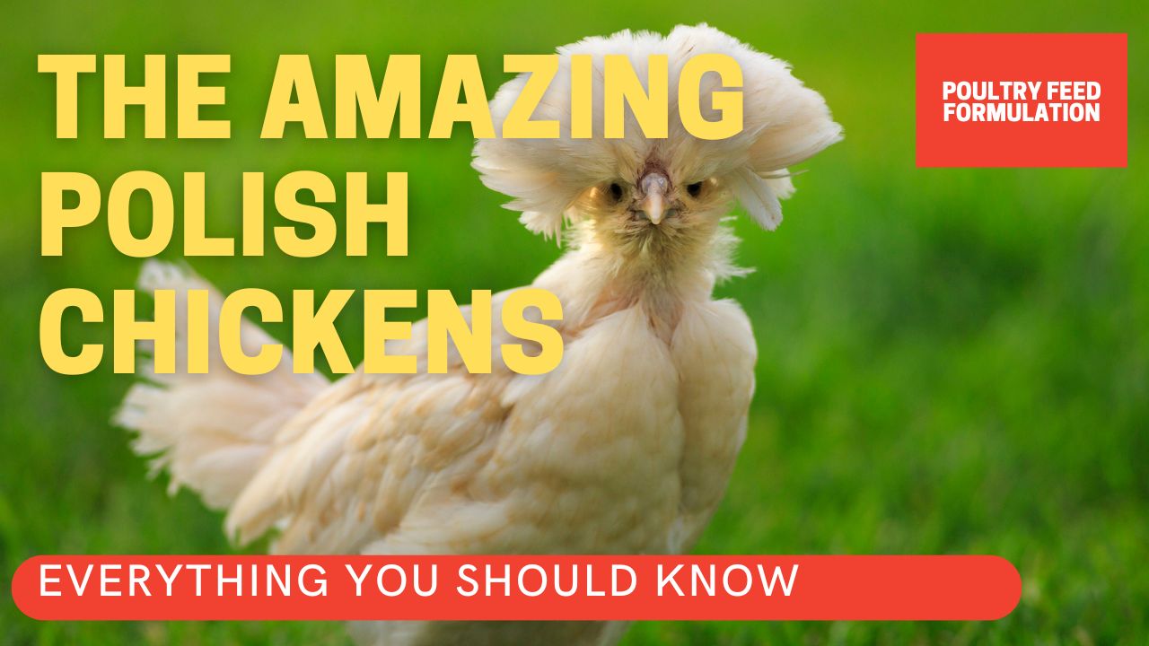10 Amazing Reasons to Raise Polish Chickens POULTRY FEED FORMULATION