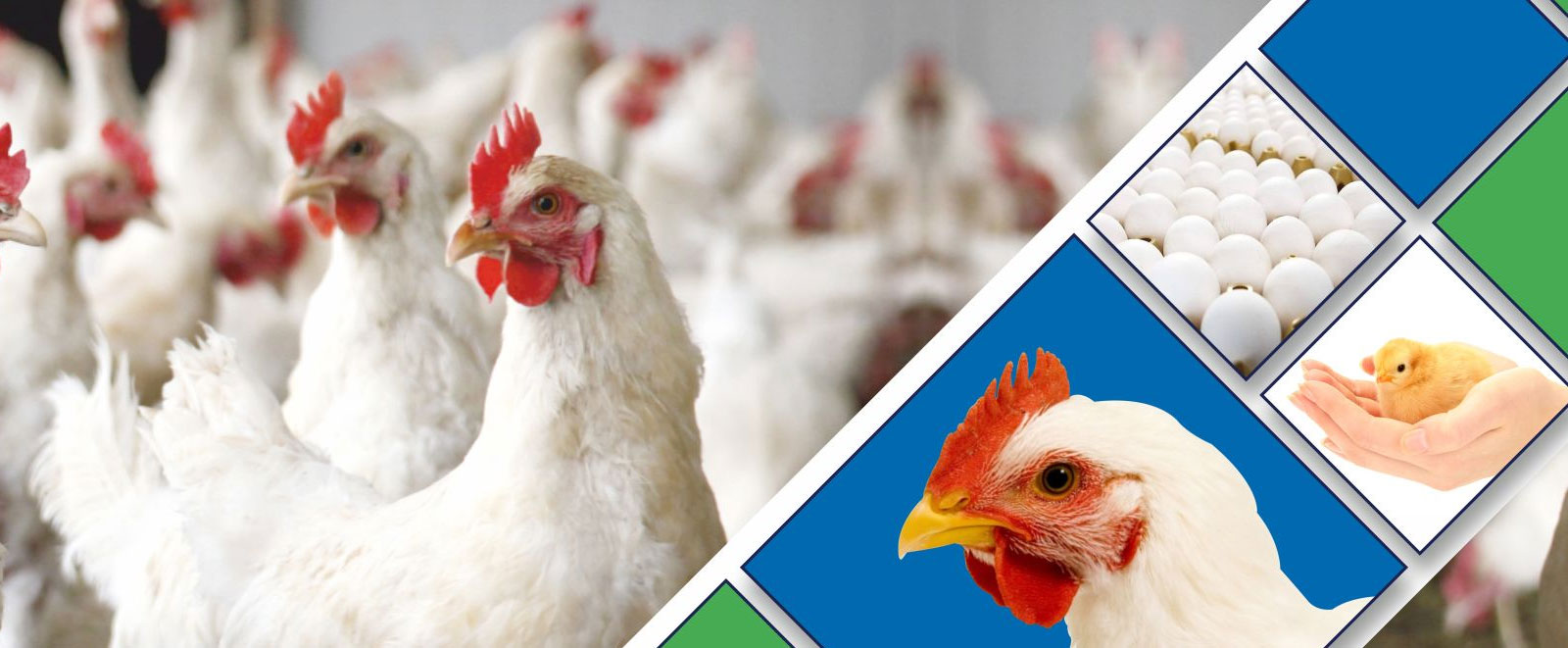 NRS Publications, the publishing company based at Hyderabad