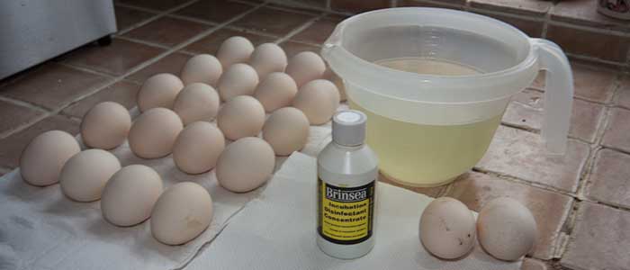 How to Clean Eggs for Incubation