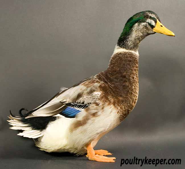 Silver Appleyard Ducks
