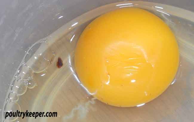 Meat Spots in Eggs