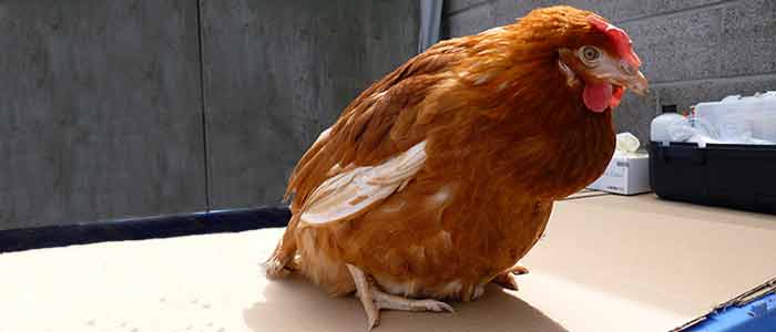 Egg Peritonitis