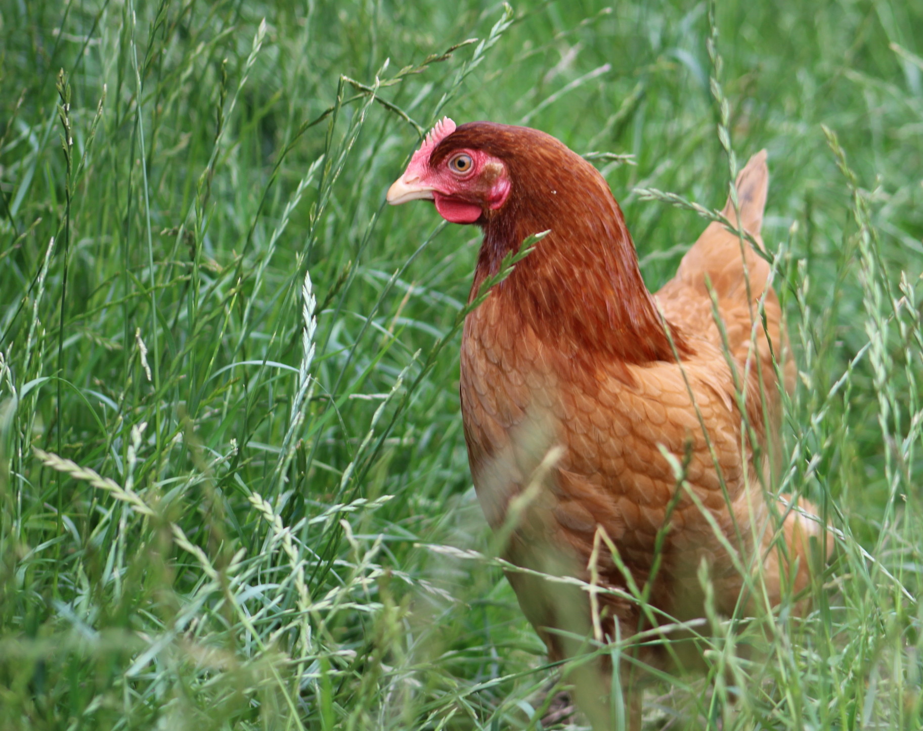Laying Hens for Sale
