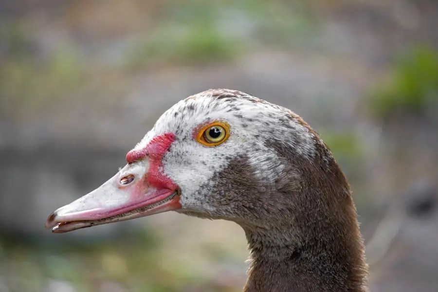 keeping geese as pets