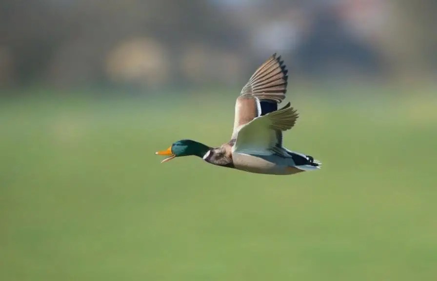 best duck retrieving dog breeds