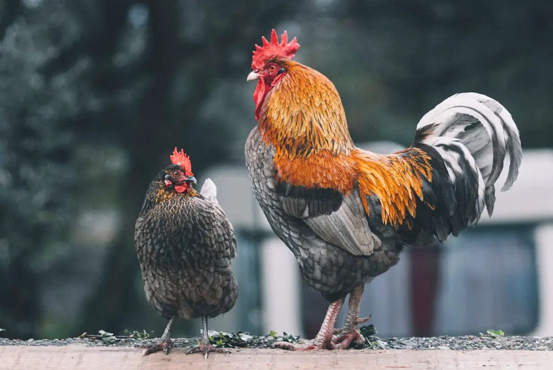 breeds of chickens sold at atwoods
