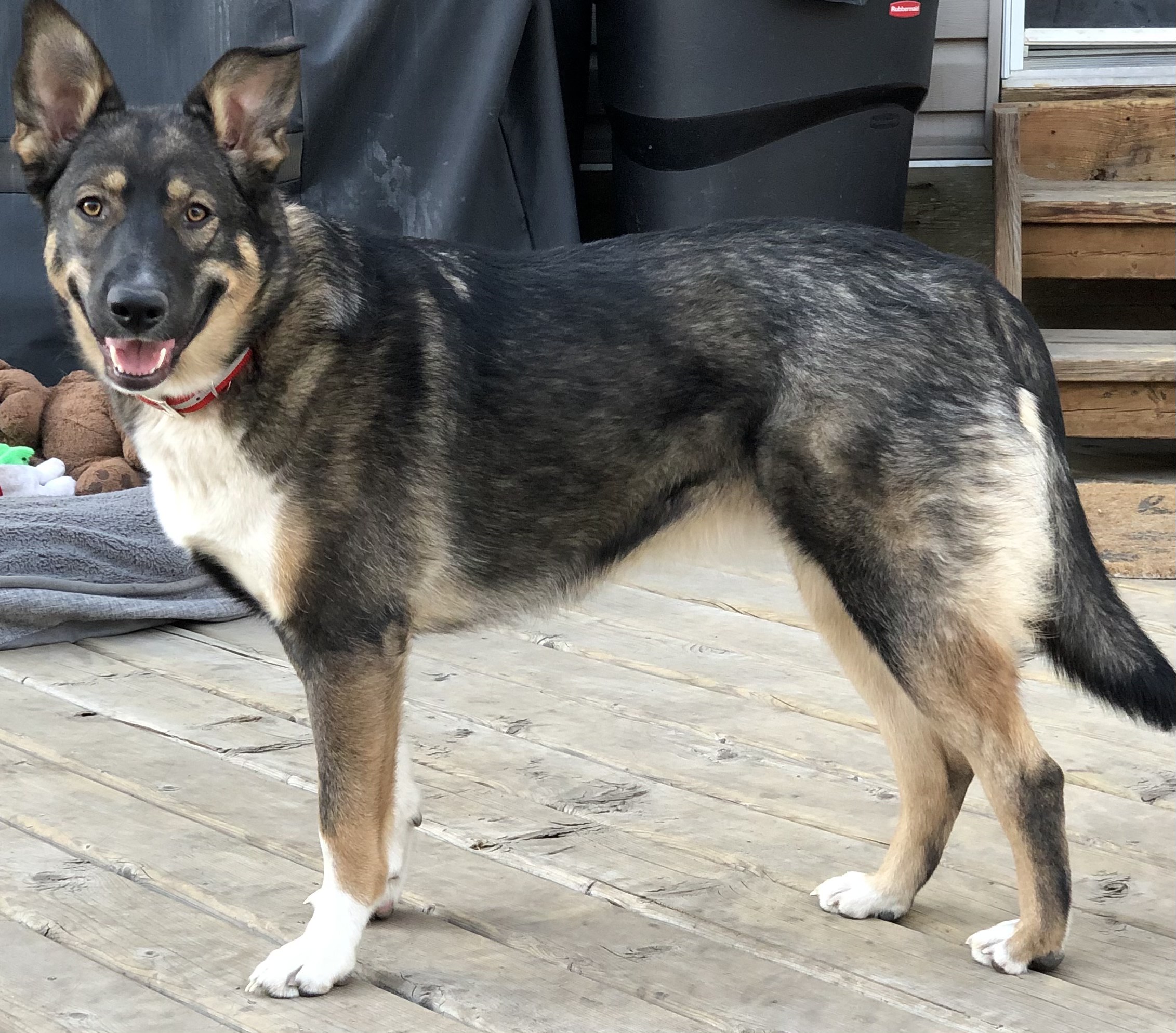 Dogs for Adoption Pound Rescue