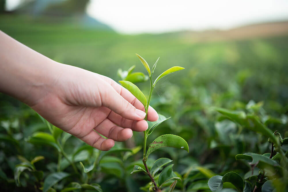 Why Is Green Tea Bitter? 9 Reasons You Didn't Know About