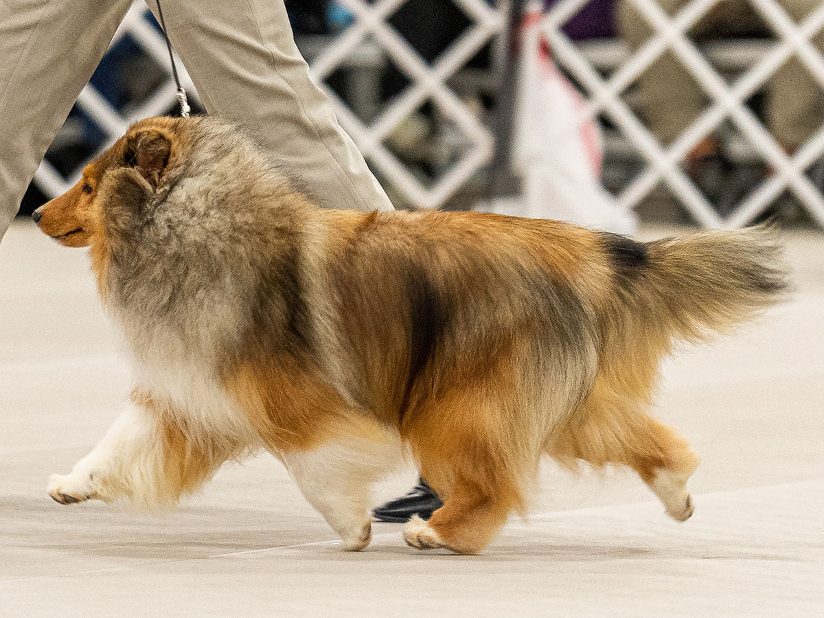 Dog Management Powder River Kennels