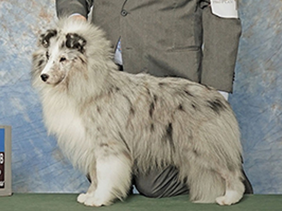 Dog Management Powder River Kennels