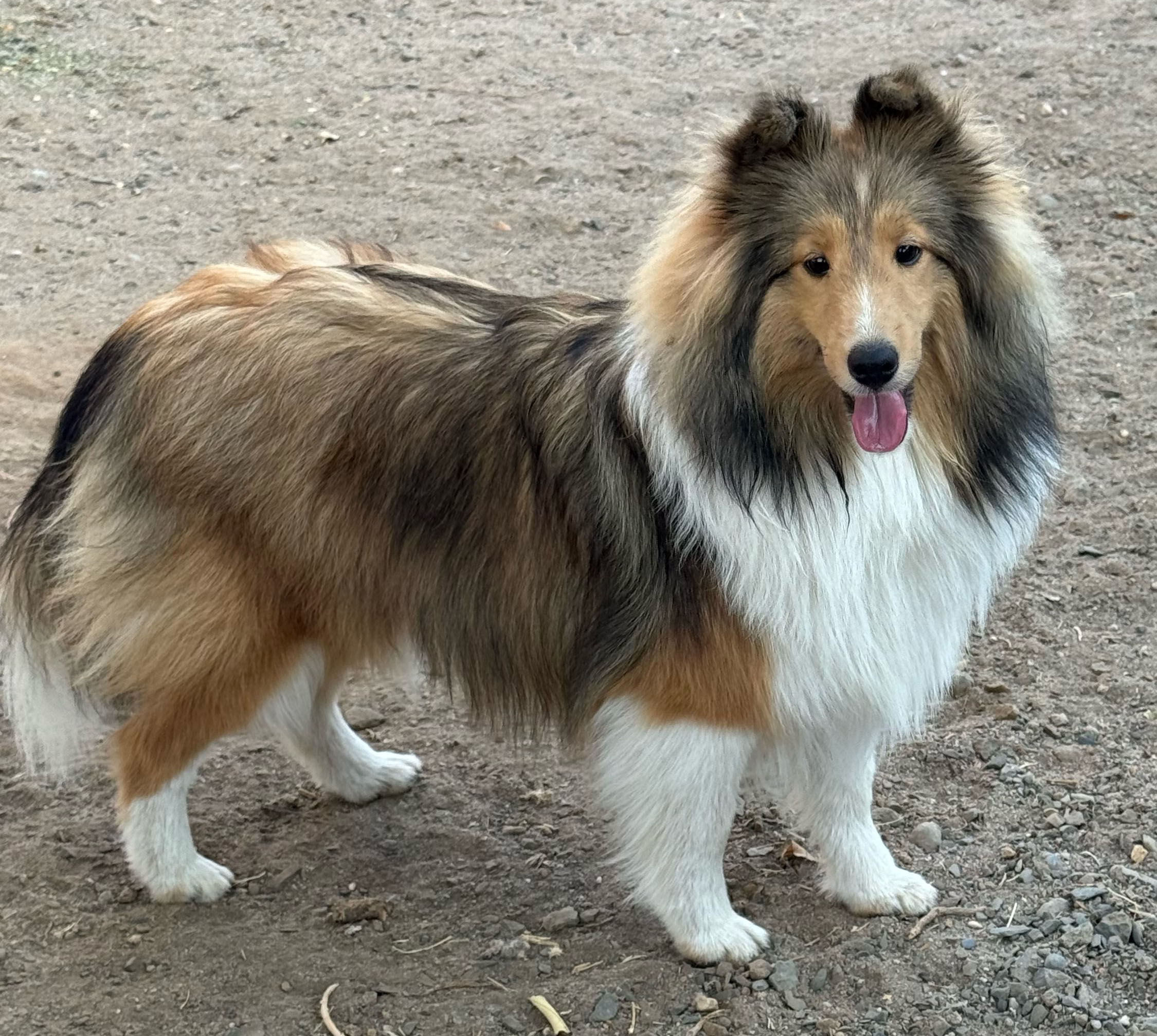 Puppies Powder River Kennels