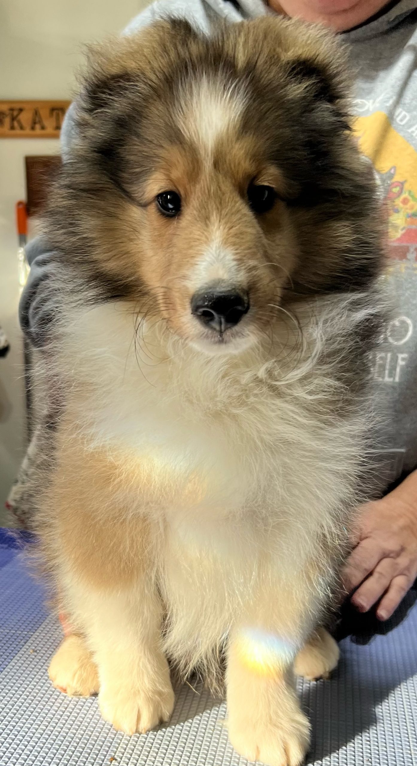 Puppies Powder River Kennels