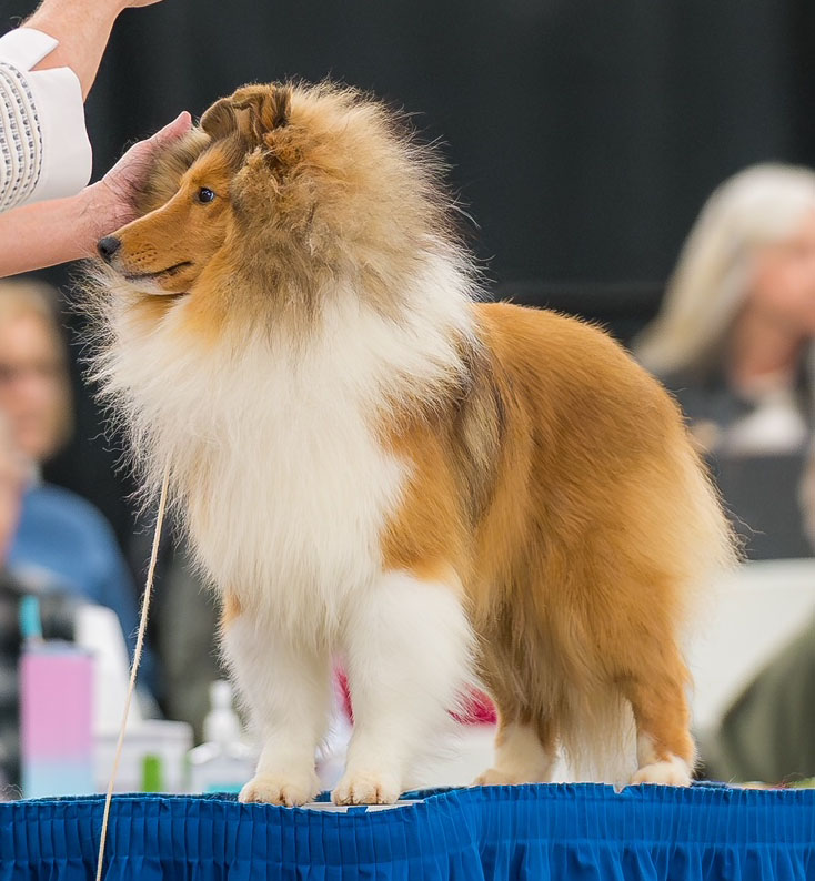Puppies Powder River Kennels