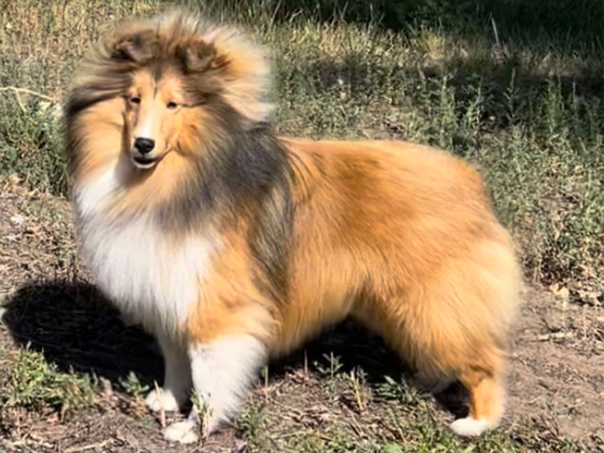 Dog Management Powder River Kennels