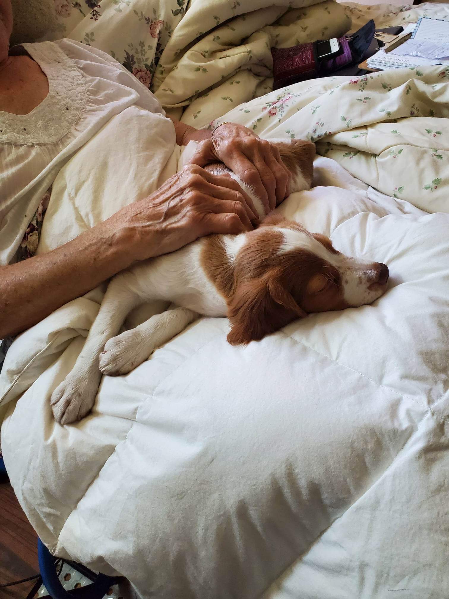 Puppies Powder River Kennels