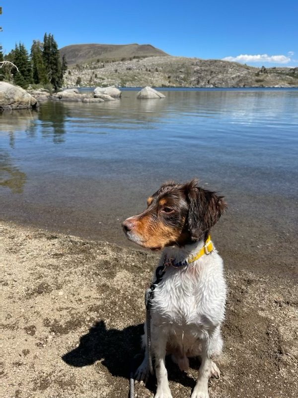 Puppies Powder River Kennels