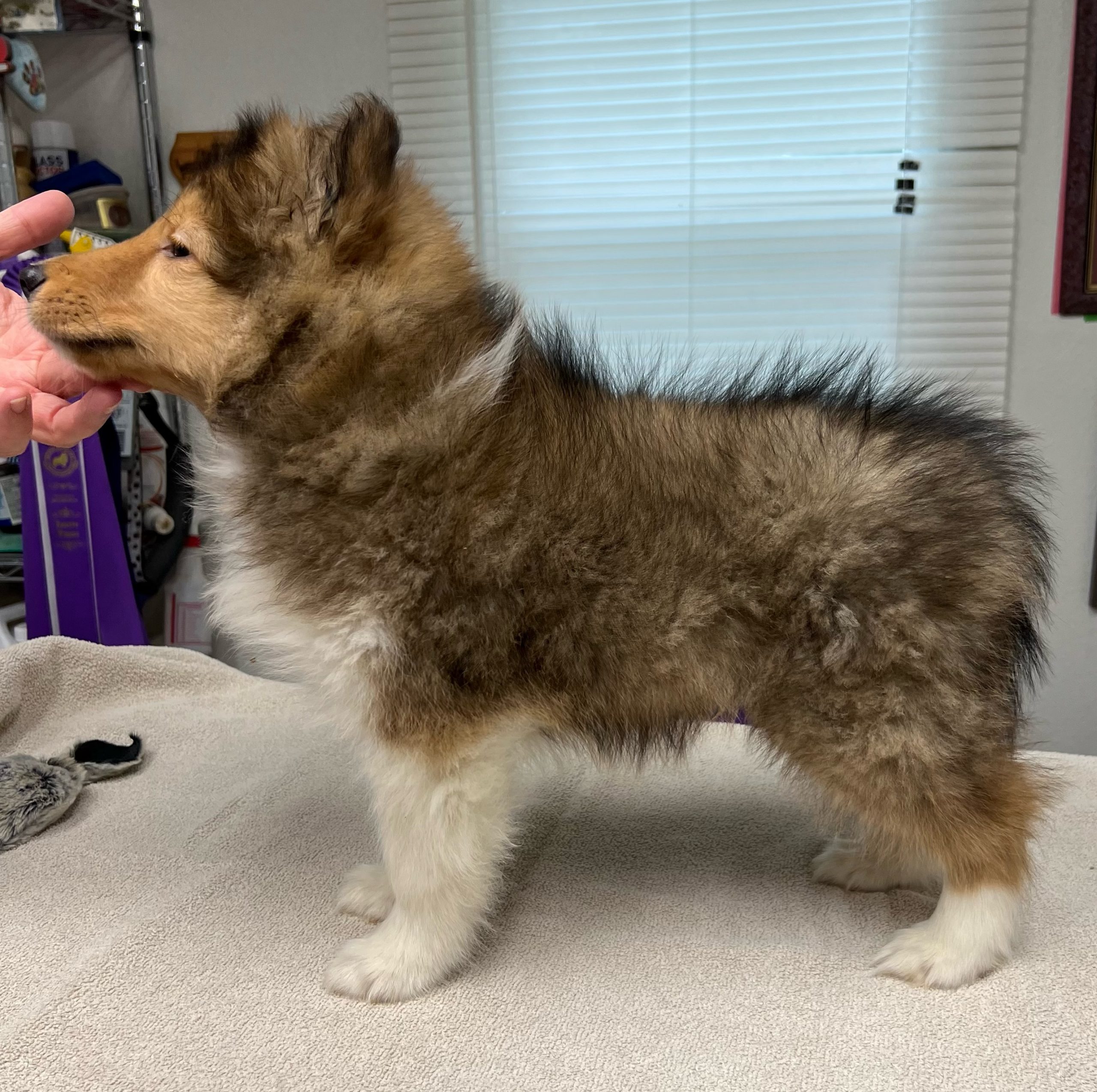 Puppies Powder River Kennels