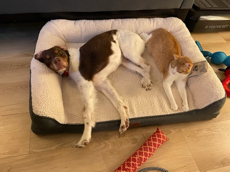 Puppies Powder River Kennels