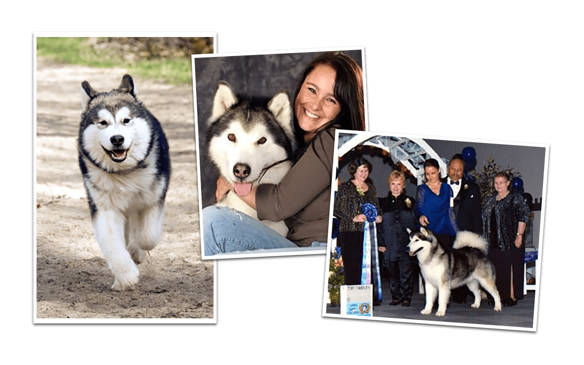 About Power Paw Power Paw Kennel Alaskan Malamute Kennel