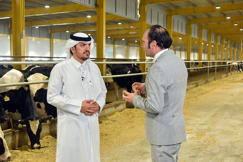 The first dairy cows land in Qatar Power International Holding
