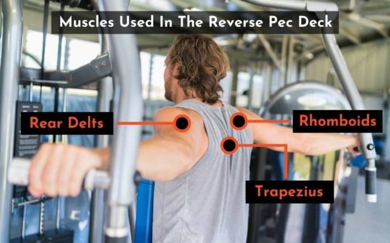 5 Best Reverse Pec Deck Alternatives (With Pictures