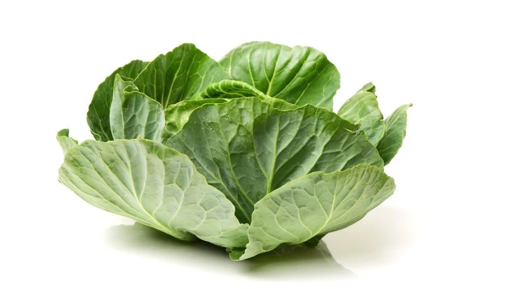 Cabbage Cooked or Raw Which One is Healthier for You?