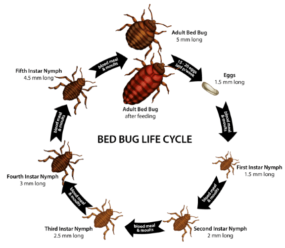 Bed Bug Exterminator Toronto Bed Bugs Removal Toronto