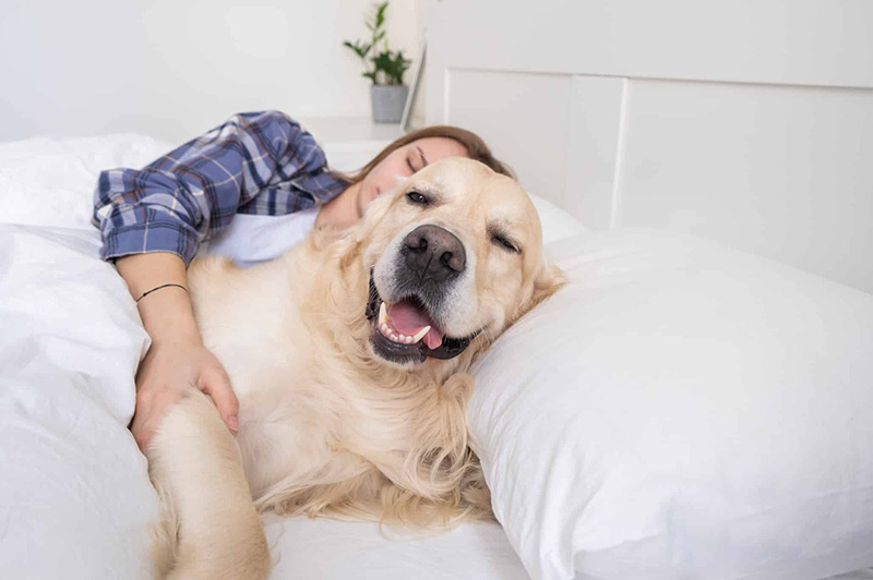 The Most Loyal Dog Breeds (Velcro Dogs!)