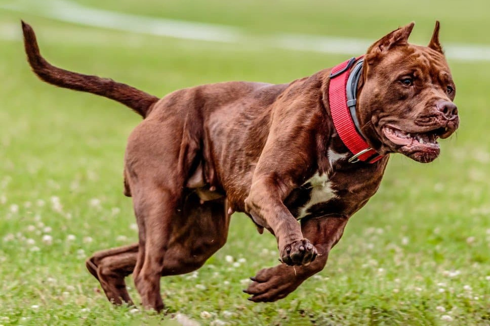 Top 10 Deadliest Dogs in the World