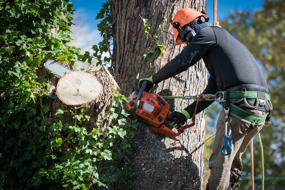 What Size Chainsaw Do I Need? Power Tool Hacks