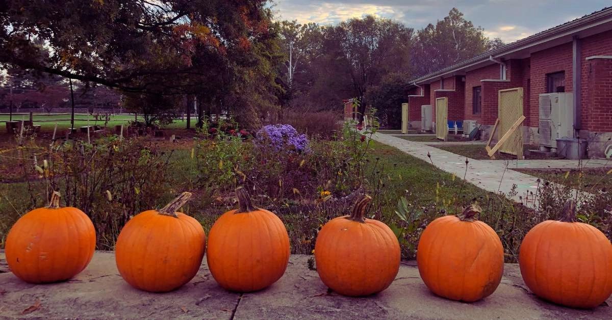 A Natural Dewormer Pumpkin Seeds