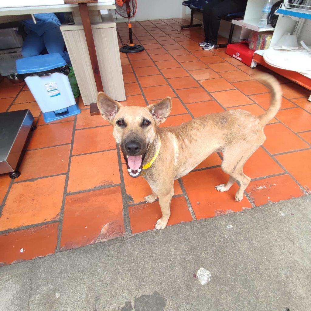 Adopt a Dog in Cambodia PPAWS