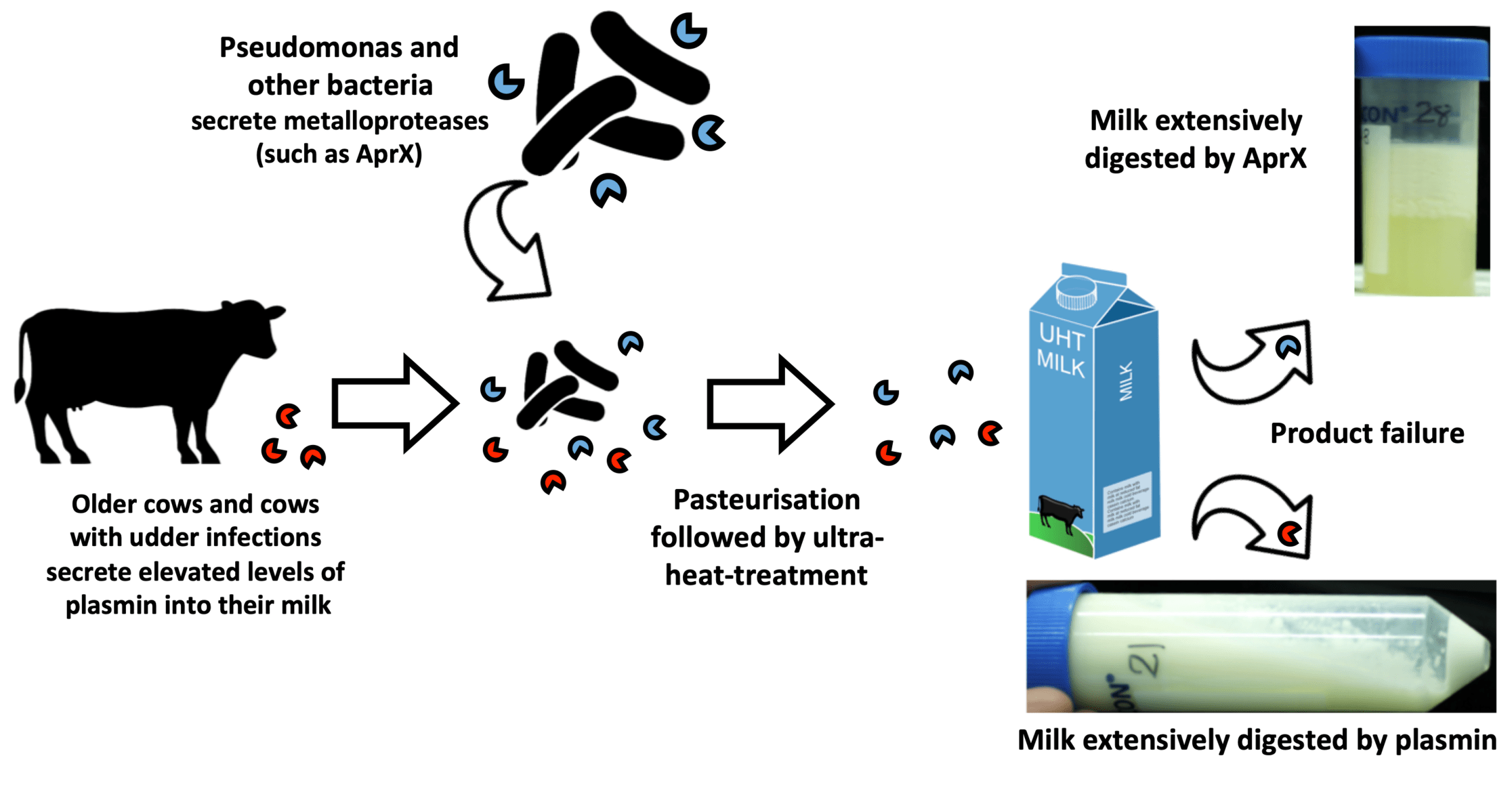Rapid Dairy Diagnostics
