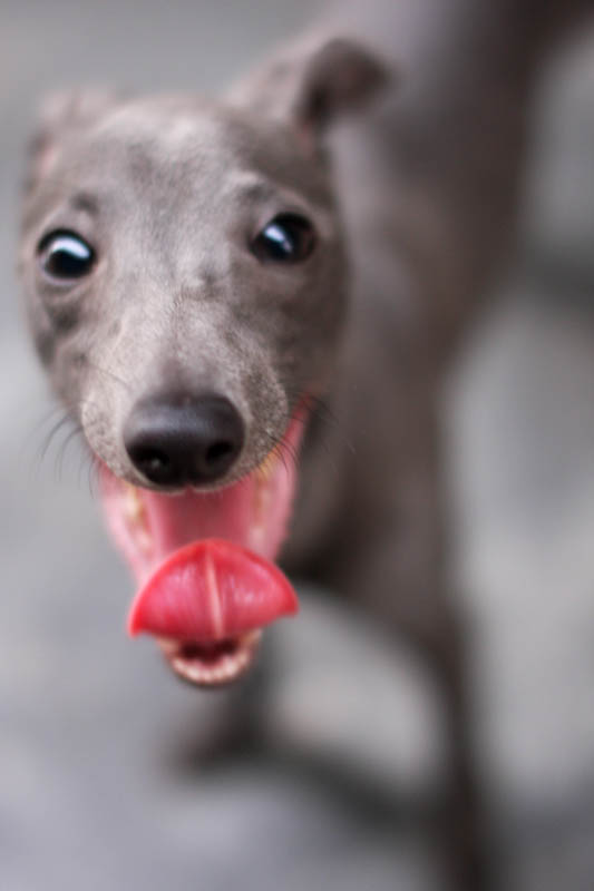 Are Italian Greyhounds Healthy