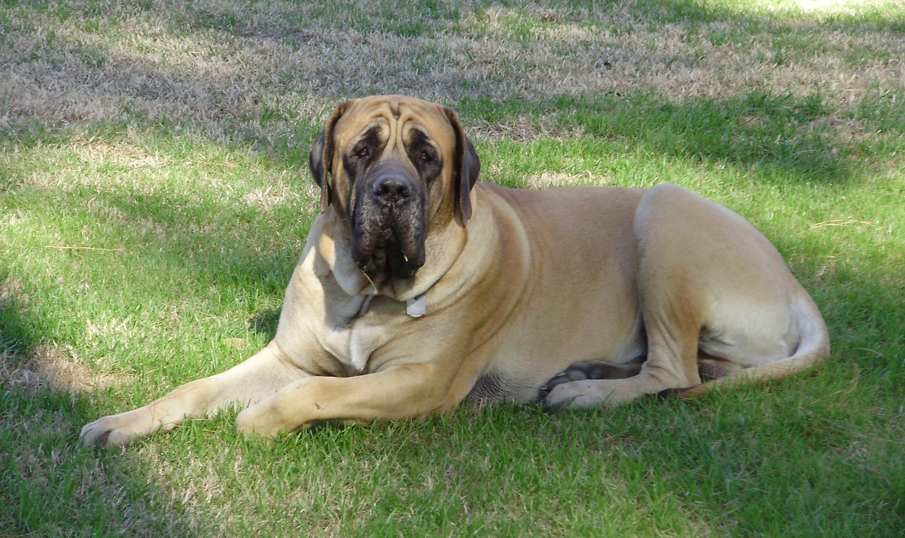 English Mastiff Full Grown