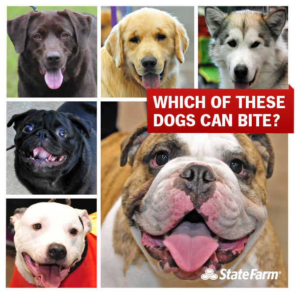 Paw Print Top 10 States for Dog Bites and Tips to Avoid Bites