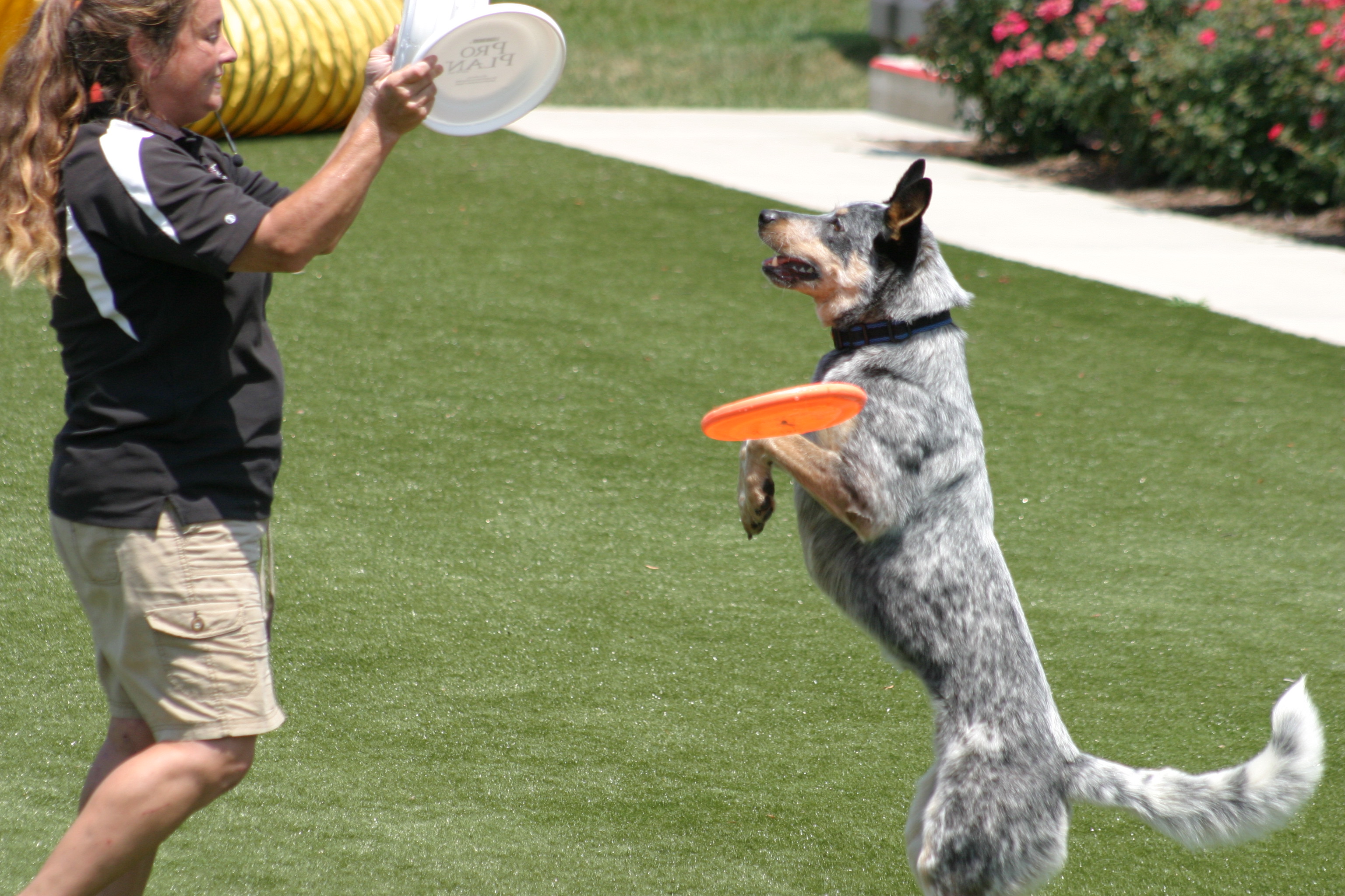 Paw Print Shades of Gray What Your Dog Really Sees