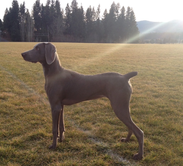 Paw Print Breed of the Week Weimaraner