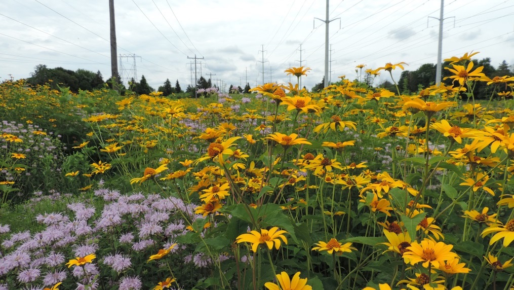 The ABeeCs of Building PollinatorFriendly Cities PP+G REVIEW